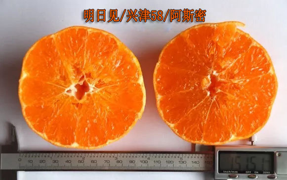 明日見（阿斯蜜）