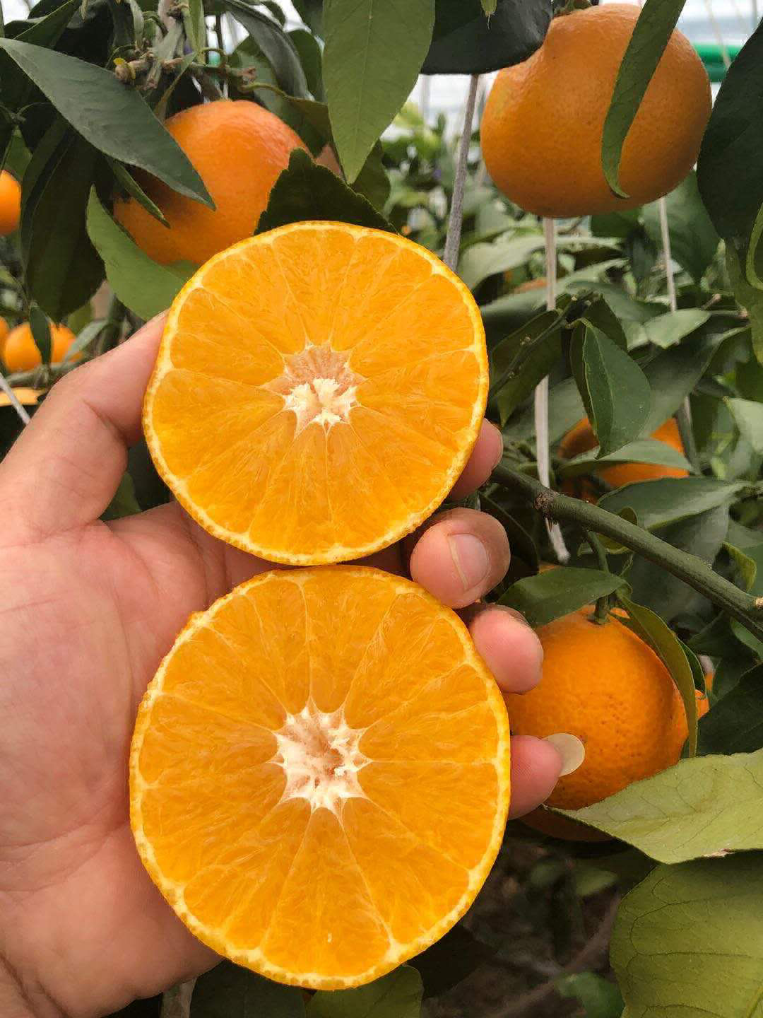 紅美人